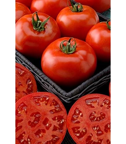 Amazon.com : Florida 91 F1 Hybrid Tomato Seeds (25+ Seeds